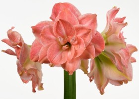 hippeastrum Flamingo Amadeus (1)